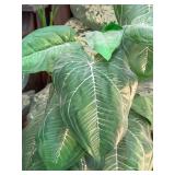 Large artificial plant about 4ft tall. D264