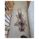 Lynx pelt with claws. D385