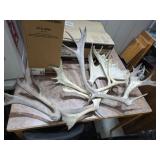 Moose and Caribou antlers. 38-1