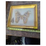 Atticus Atlas Japanese moth in shadowbox. G1