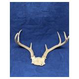 8 point deer antlers 14' across