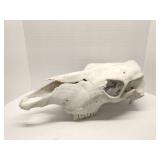 Real cow skull