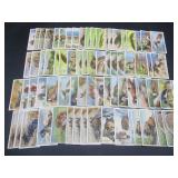 Player & Sons Animals of the Countryside