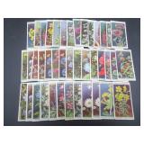 Will's Flowering Wild Flowers