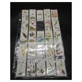 Player & Sons  - Struggle for Existence