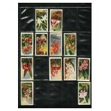 Carreras LTD - Orchids