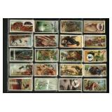 Lambert - Wonders of Nature