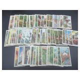 Wills - Life in the Tree Tops