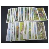 Player - Birds and Their Young