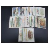 Wills - Wonders of the Sea