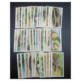 Wills - The Sea Shore