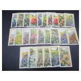 Gallaher - Wild Flower