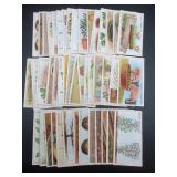 Wills - Gardening Hints