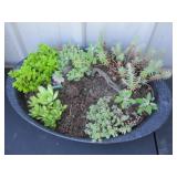 Enamel Pan w/Succulents, Knome & Drift Wood