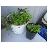 Enamel Bucket w/Plants & Other Plant