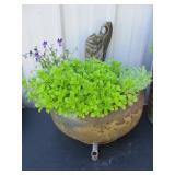 Iron Pan w/Plants & Driftwood
