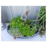 Enamel Pan w/Succulents & Drift Wood
