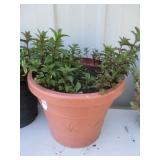 Plastic Planter w/Plants