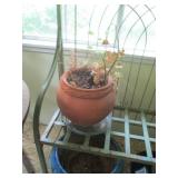 Terra Cotta Planter w/Plant