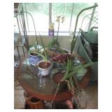 Plant Assortment