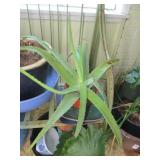 Aloe Plant & Two Plates