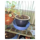 Ceramic Planter, Bowl & Plant