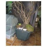 Tree in Planter