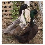(2) Swedish Drakes: (1) Blue; (1) Black (Each)
