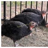 (3) Bronze Trukeys: Gobbler & (2) Hens (Each)