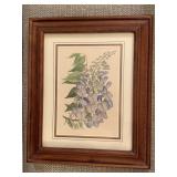 VINTAGE HAND COLORED PRINT OF CONSEQUA