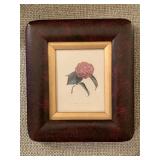ANTIQUE WALL ART ENGRAVING OF PINK CAMELLIA BY JOHANN JAKOB JUNG 7 1/2" X 8 1/2" - LIVING ROOM
