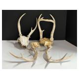 Collectible antlers, see pictures for details.