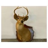 Shoulder mount deer, see pictures for details.