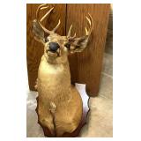 Shoulder mount deer, see pictures for details.