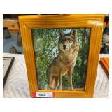 Framed photographic wolf print, see pictures for details.