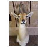 South African Reed Buck Taxidermy