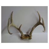 Deer Antlers