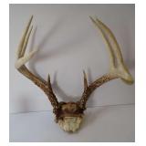 Deer Antlers Taxidermy