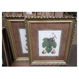 Pair of Framed Botanical Fig Prints with Gold Tone Ornate Frames