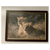 FRAMED PHOTO OF 2 LIONS 18X13