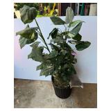 D2-Faux plant, see pictures for details.