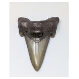 PREHISTORIC MEGALODON SHARK TOOTH