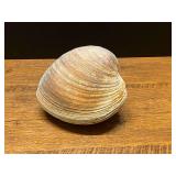 Natural Ocean Clam Shell Specimen with Hinged Valves