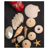 Assortment of Seashells; Sea Urchin Tests, Donkey Ear Abalone Shells, Episcopal Miter Seashell, 2 Small Starfish and More.
