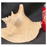 Large, Cream-Colored Horned Conch Shell Featuring Distinctive Spiky Points.