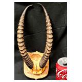 Vintage Taxidermy Mount of an African Springbok. Skull Portion has Been Repaired.