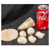 Pearly White and Iridescent Pearlized Turbo Shells, a Lettered Cone Shell, and a Natural White Mushroom Coral
