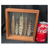 Natural Wood and Clear Glass Shadow Box with 5 Framed Wild Bird Feathers. Beautiful Piece.