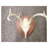 Mounted Deer Antlers