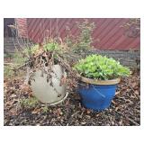 2 Large Planters with Seedum Autumn Joy Plants